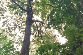 Участок 16 сот. Софрино